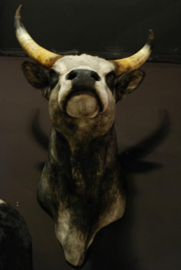 Stuffed head of an Hungarian bull