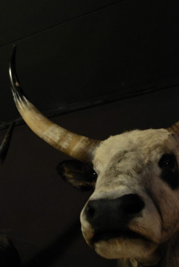 Stuffed head of an Hungarian bull
