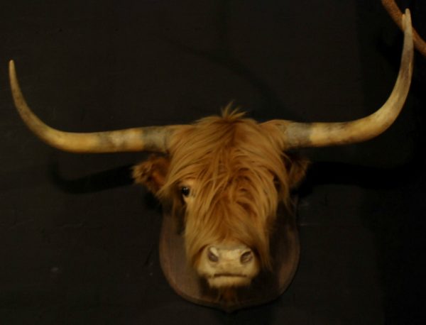 Stuffed head of a Scotish highland bull