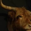 Stuffed head of a Scotish highland bull