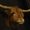 Stuffed head of a Scotish highland bull