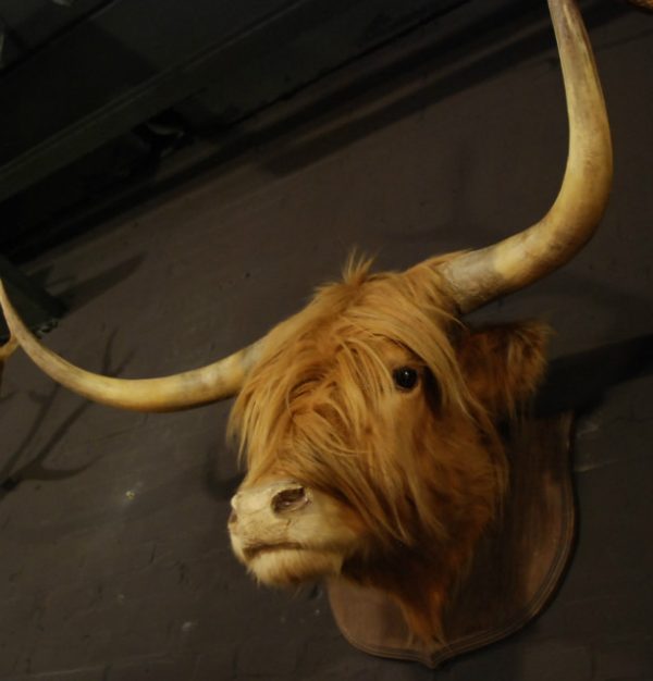 Stuffed head of a Scotish highland bull
