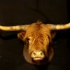 Very big and beautiful mounted head of a Scottish highland bull.