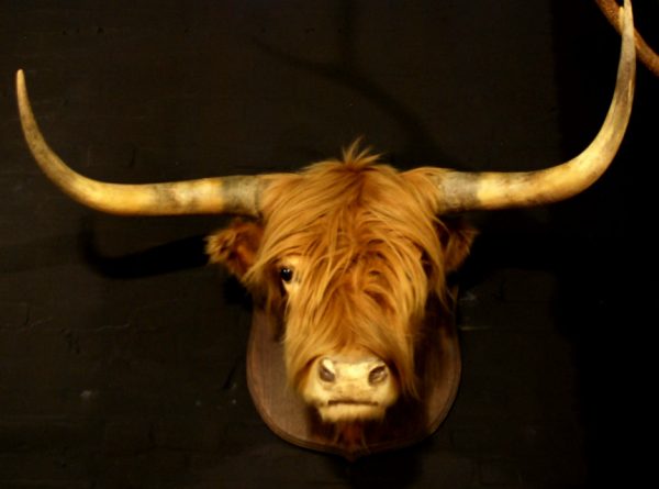 Stuffed head of a Scotish highland bull