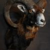 Mouflon hunting trophy