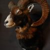 Mouflon hunting trophy