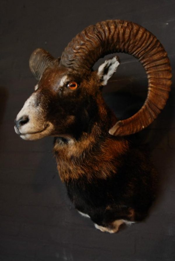 Mouflon hunting trophy