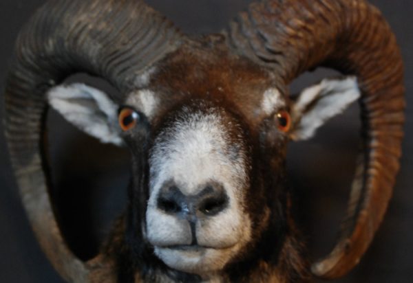 Mouflon hunting trophy