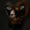 Mouflon hunting trophy