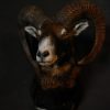 Hunting Trophy of large mouflon ram