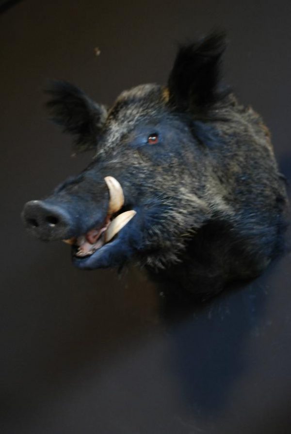 Stuffed head of a hughe wild boar.