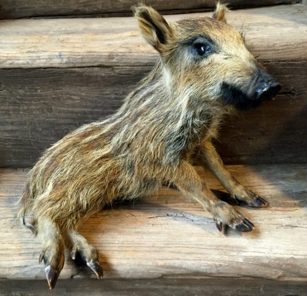 Stuffed small wild boar