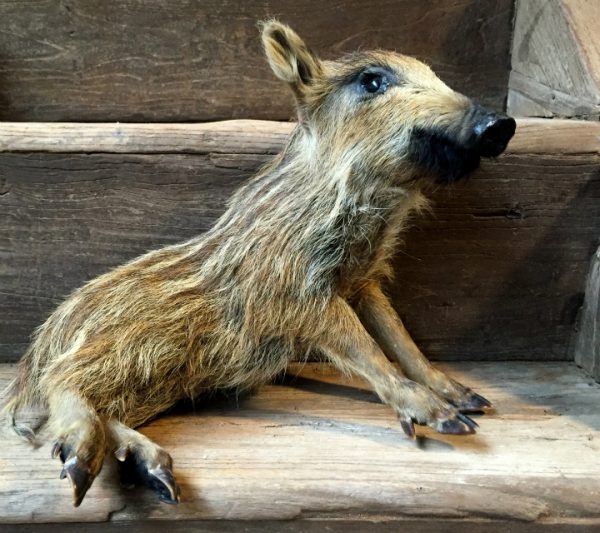 Stuffed small wild boar