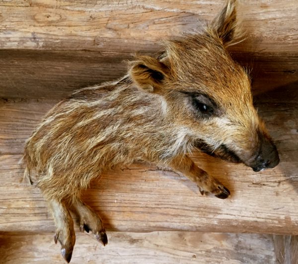 Stuffed small wild boar