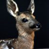 Young roe deer