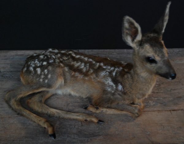 Young roe deer