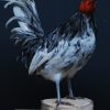 Taxidermy rooster