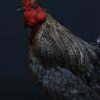 Taxidermy rooster