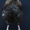Taxidermy rooster