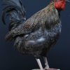 Taxidermy rooster