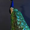Peacock new taxidermy