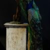 Peacock new taxidermy