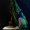 Peacock new taxidermy