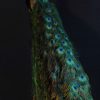 Peacock new taxidermy