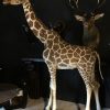 Taxidermy full mount giraffe