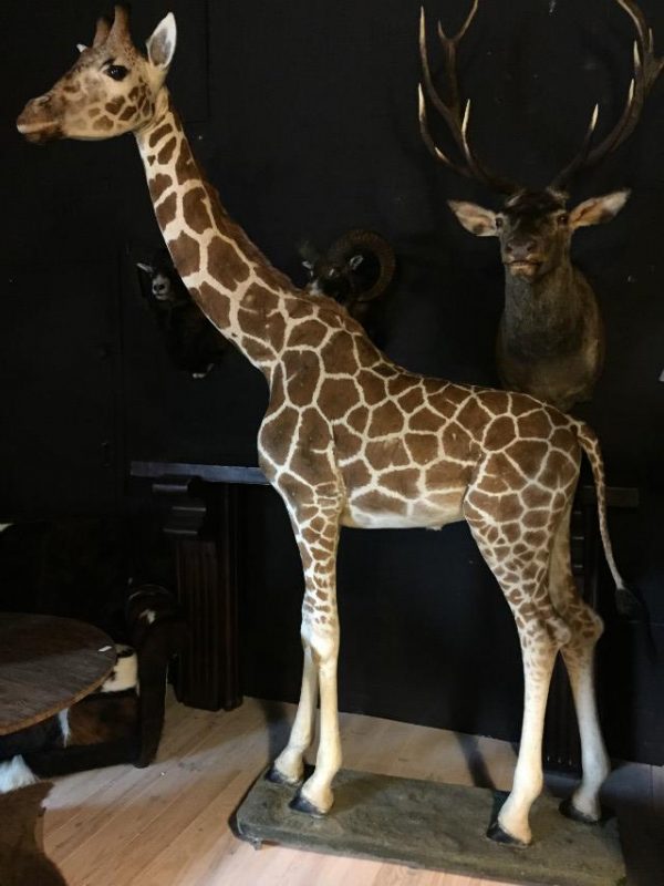 Taxidermy full mount giraffe