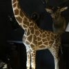 Taxidermy full mount giraffe