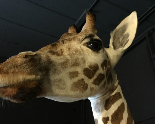 Taxidermy full mount giraffe