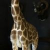 Opgezette giraffe