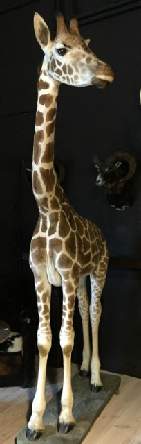 Opgezette giraffe