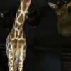 Taxidermy full mount giraffe