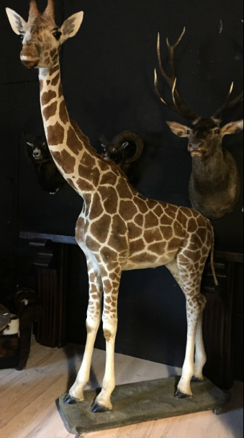 Opgezette giraffe