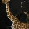 Taxidermy full mount giraffe