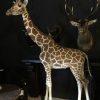 Taxidermy full mount giraffe