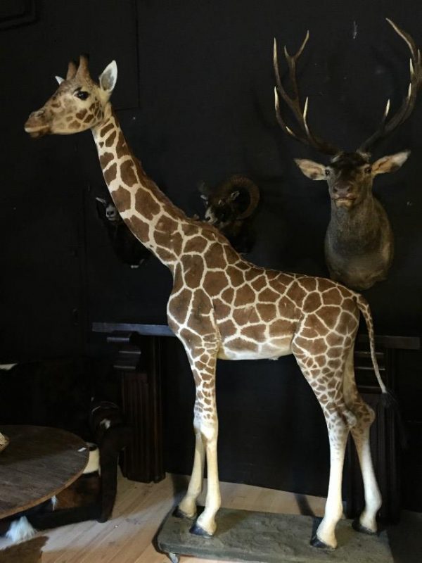 Taxidermy full mount giraffe