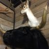 Stuffed head of a black Scottish highlander.