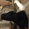 Stuffed head of a black Scottish highlander.