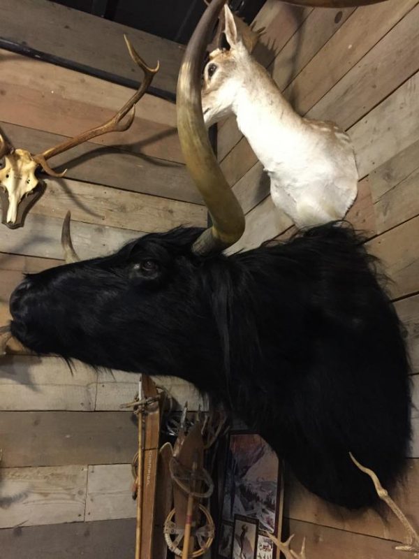 Stuffed head of a black Scottish highlander.