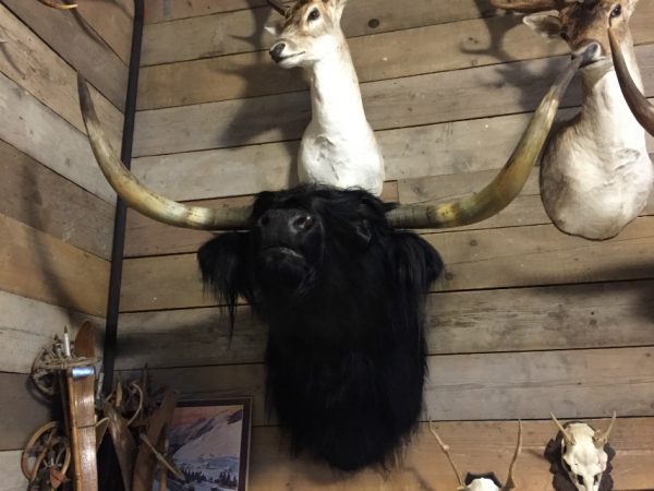 Stuffed head of a black Scottish highlander.