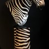 Zeer exclusieve opgezette kop van een zebra