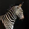 Zeer exclusieve opgezette kop van een zebra