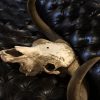 Unique skull of a Scottish highlander bull.