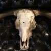 Unique skull of a Scottish highlander bull.