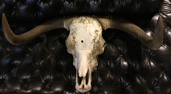 Unique skull of a Scottish highlander bull.