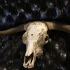 Skull of an oryx, mounted on a hard wooden panel.