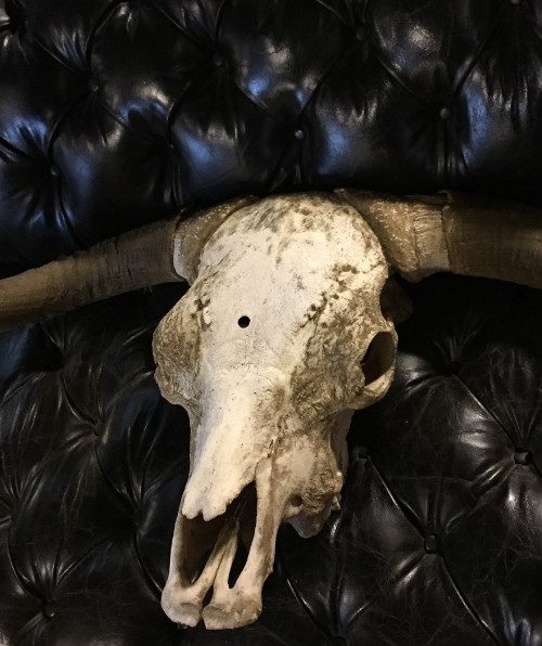 Unieke schedel van een Schotse hooglander stier